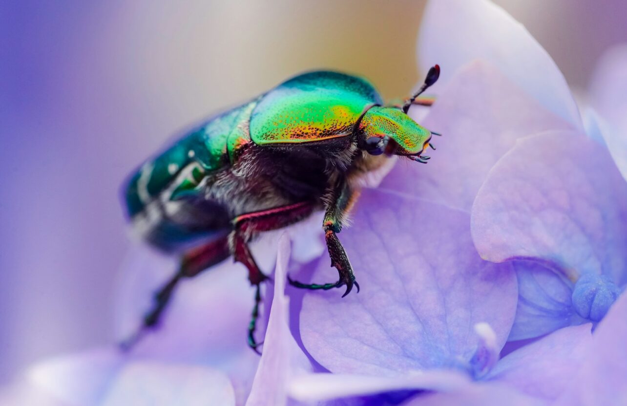 green and blue beetle perched on purple flower in close up photography during daytime